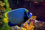 海洋生物