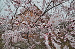 花丛