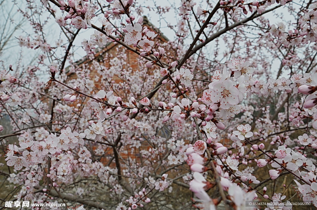 花丛
