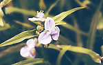 花草