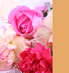 玫瑰与康乃馨