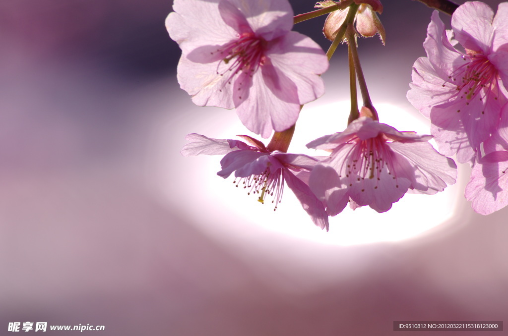 樱花