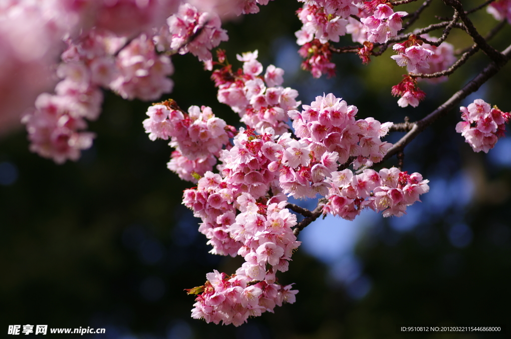 樱花