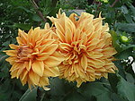 花纹素材