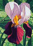 版画花卉