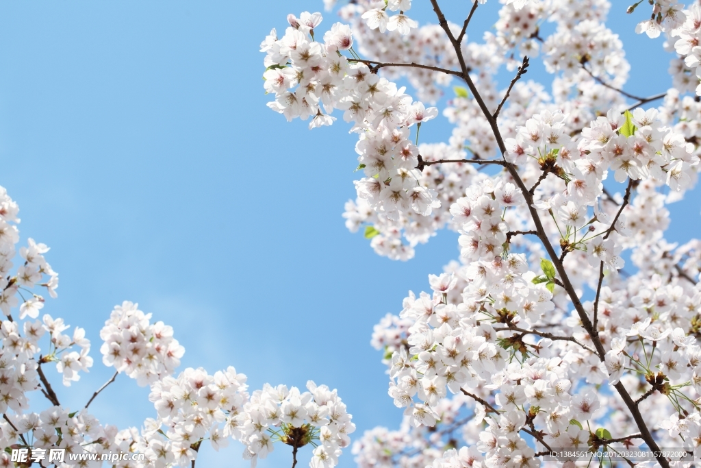 白色樱花