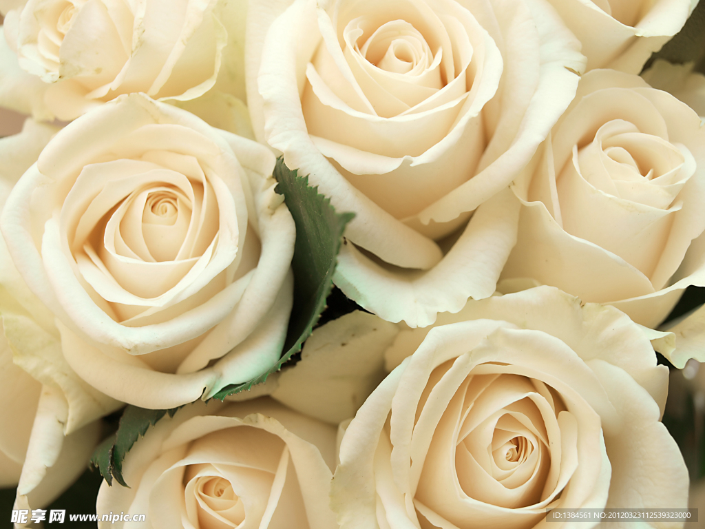 黄玫瑰爱情花束爱情象征