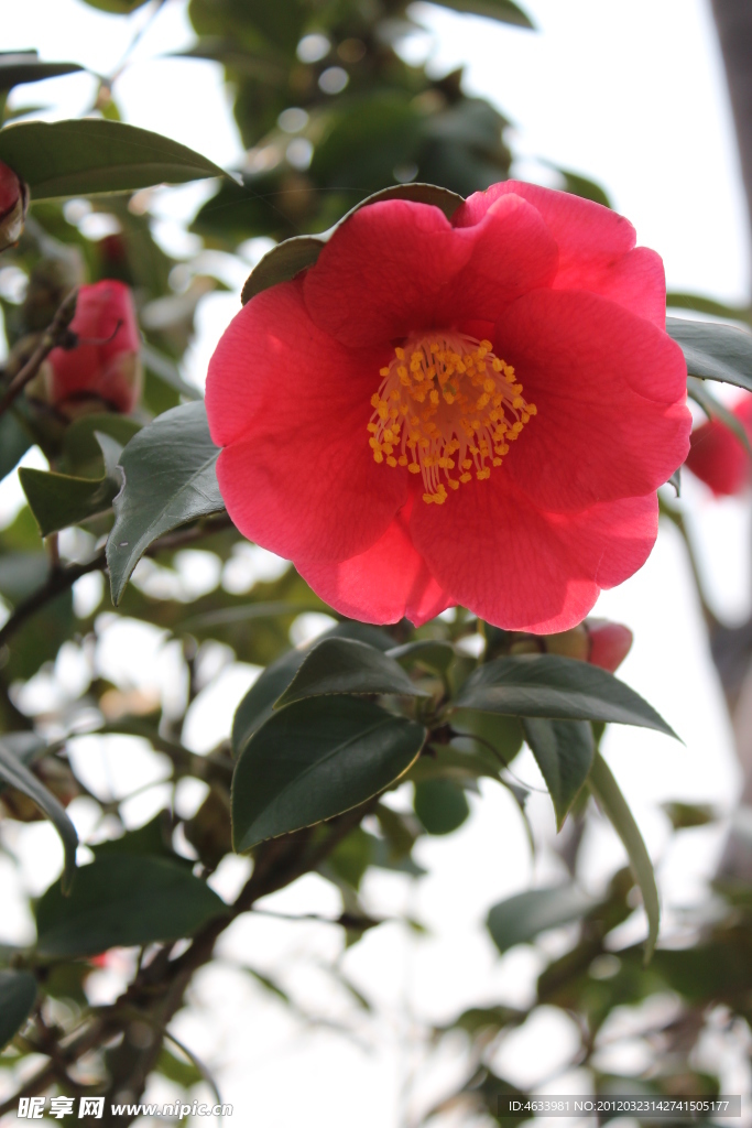 茶花