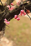 高清梅花