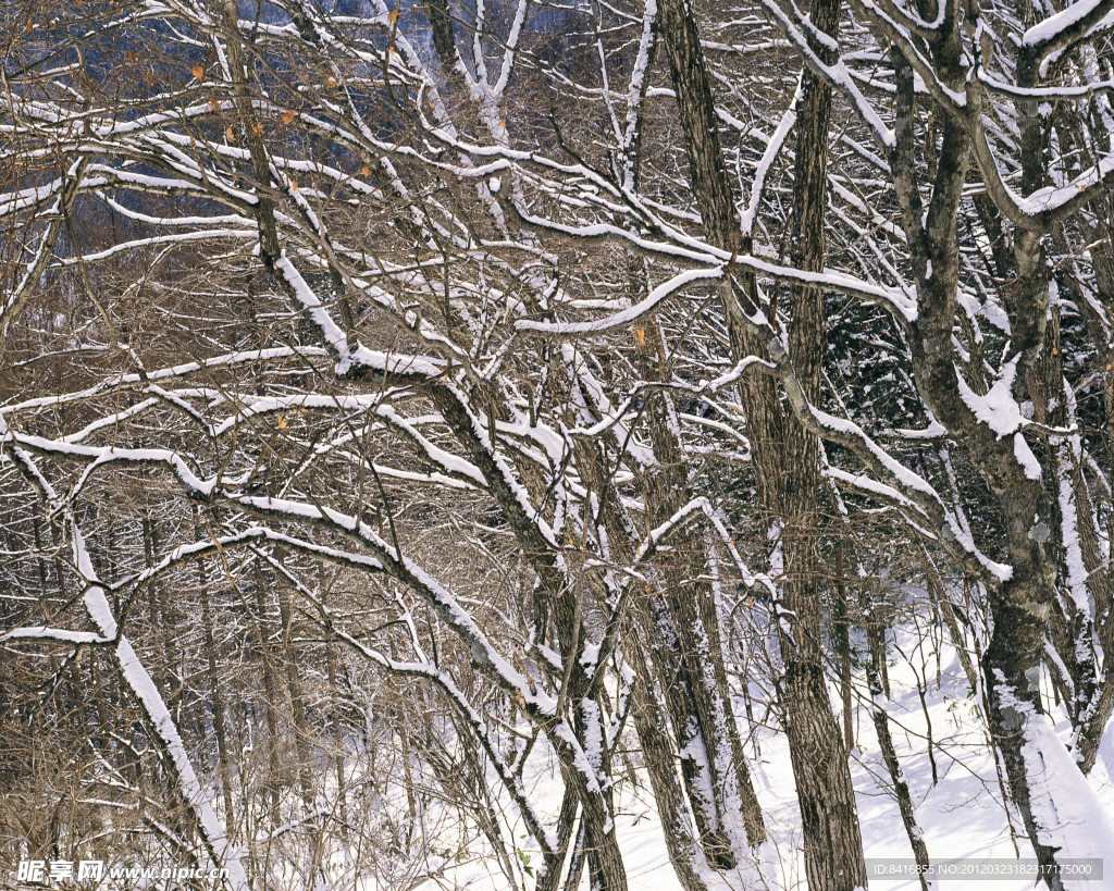 冬日雪景