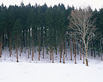 冬日雪景