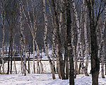 冬日雪景树