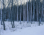 冬日雪景