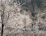 冬日雪景