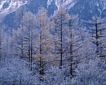 冬日雪景