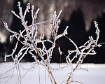 冬日雪景