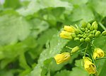 菜花