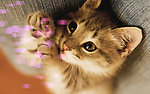 小猫