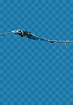 水珠 水滴 雨点 露珠 露水