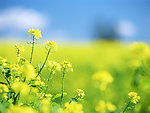 油菜花