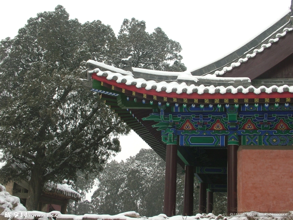 古建筑 柏树
