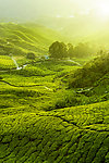 茶园 丘陵