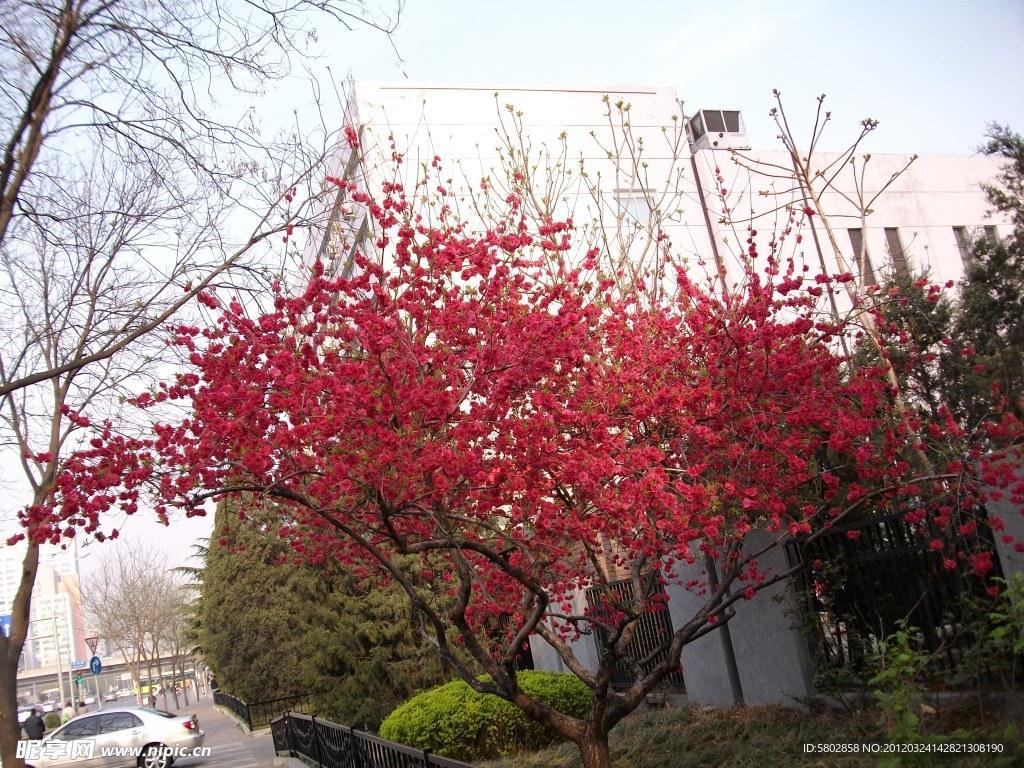 满树花