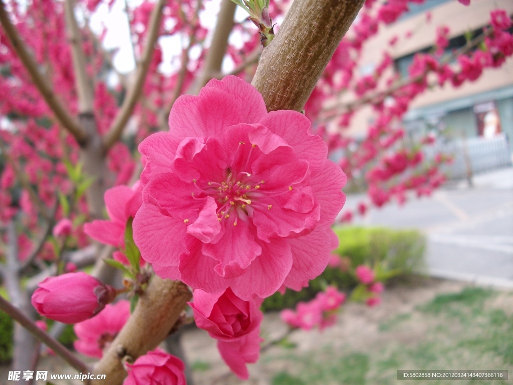 花蕊