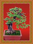 花盆