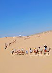 旅游骆驼队