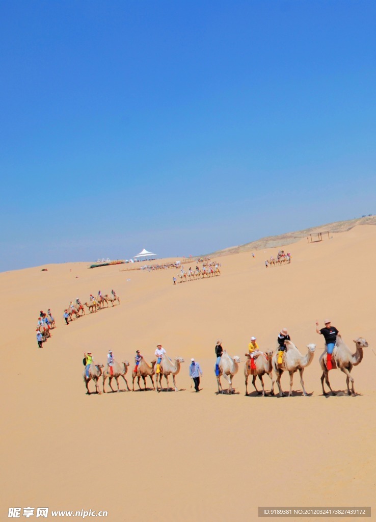旅游骆驼队