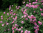 月季花