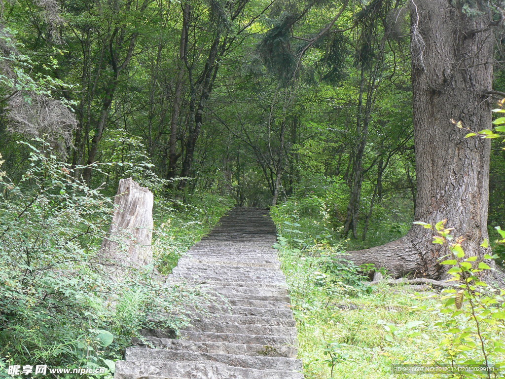林荫小路