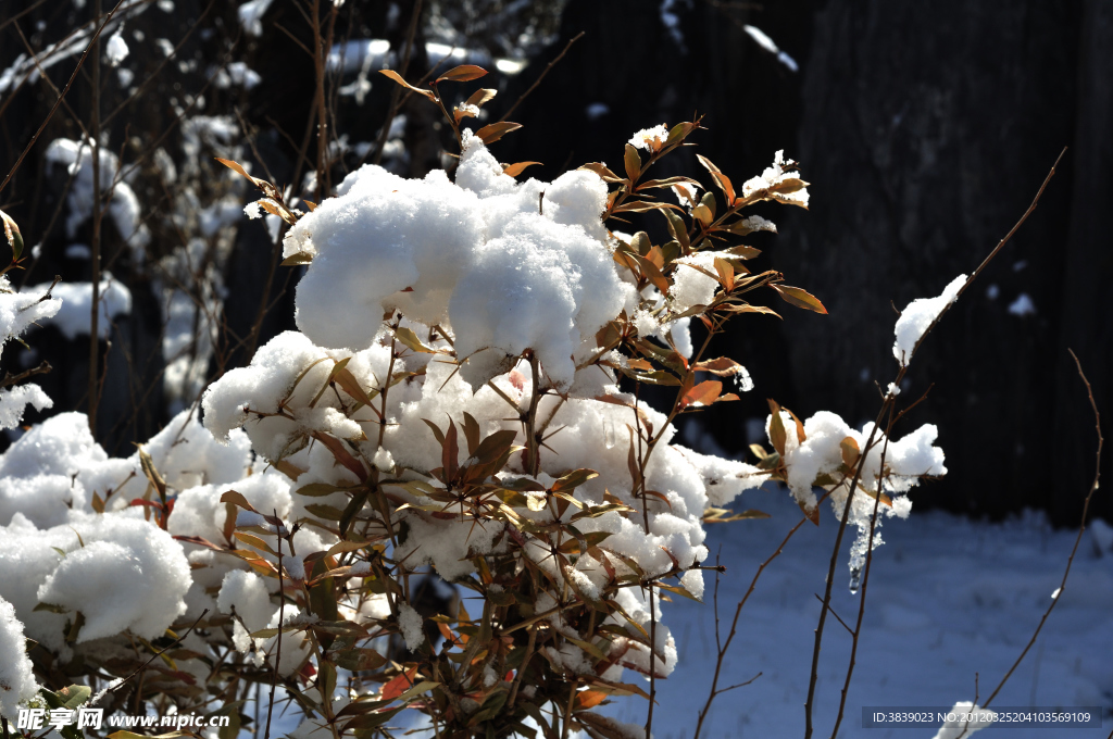 雪中花