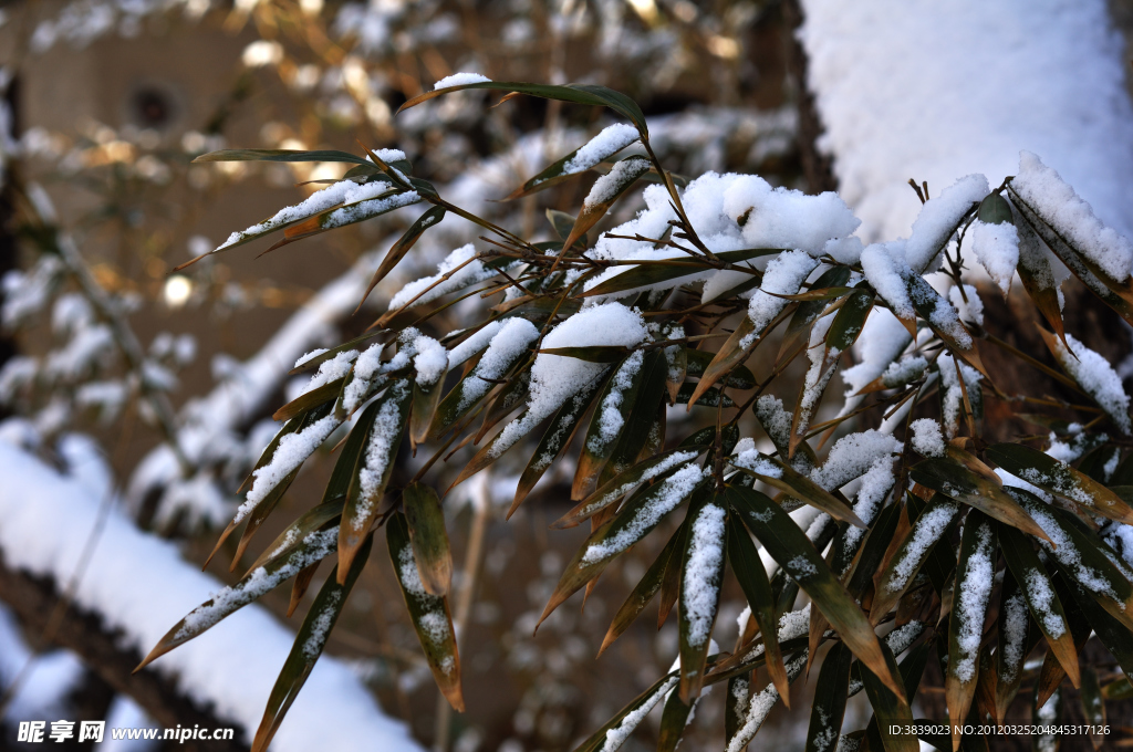 雪挂竹叶