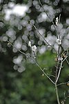 白色梅花