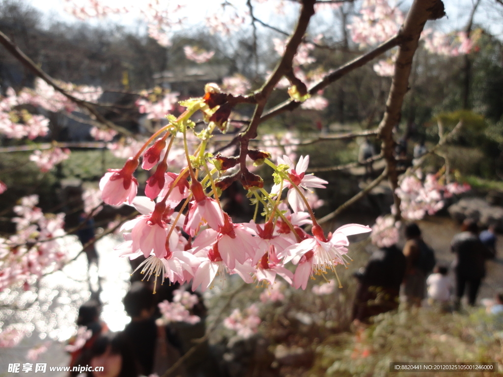 粉红色的樱花