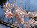 樱花与蜜蜂