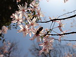 樱花与蜜蜂
