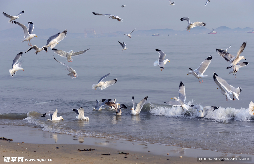 海鸥飞舞