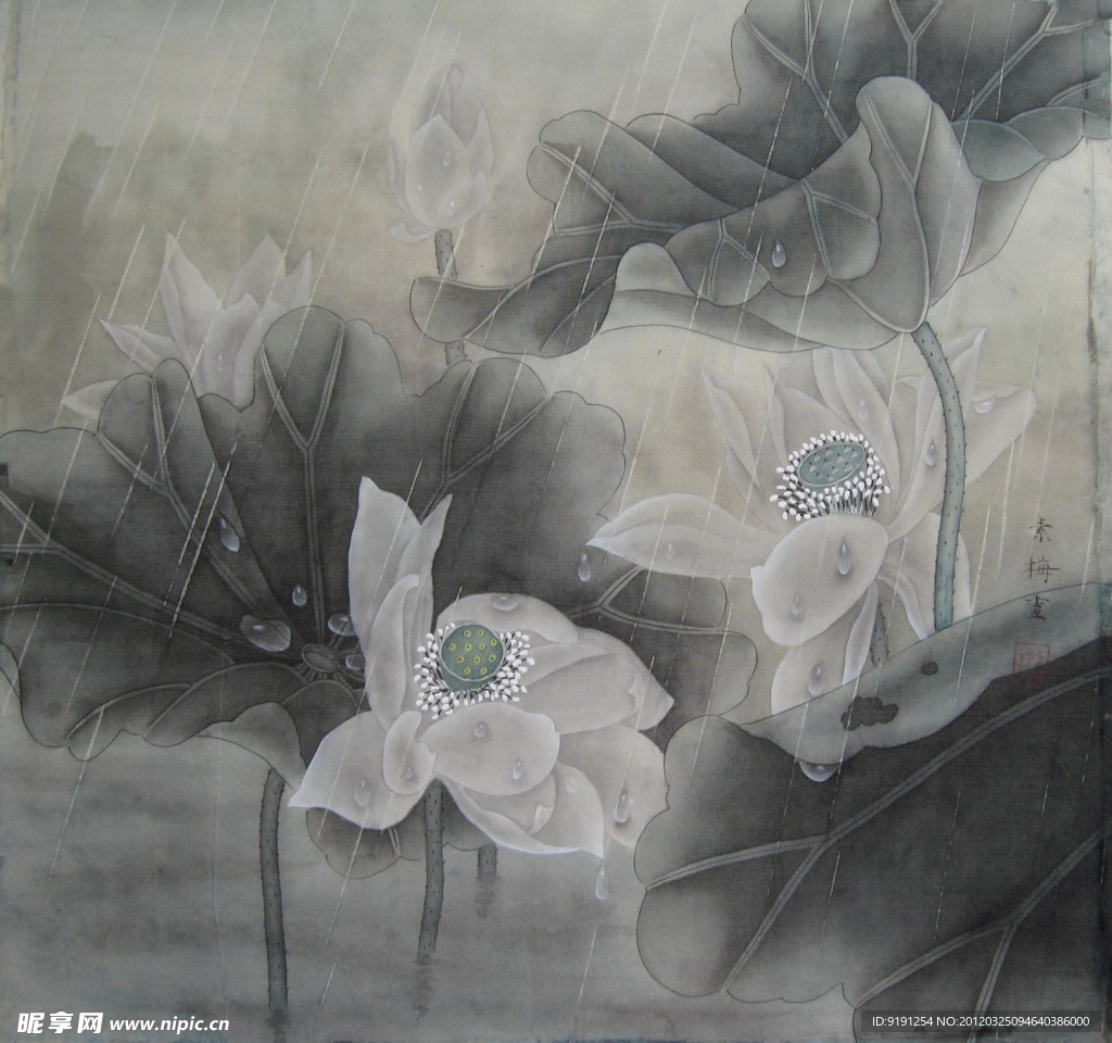 荷花