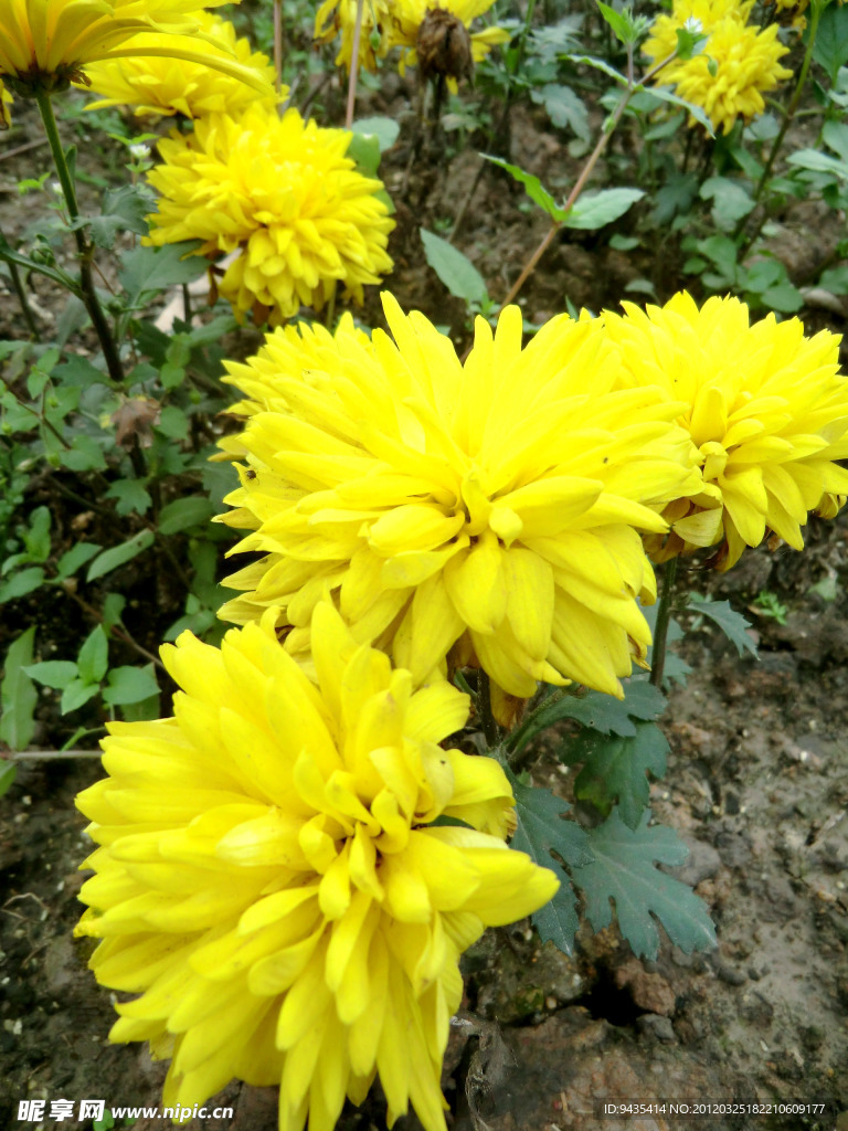 菊花