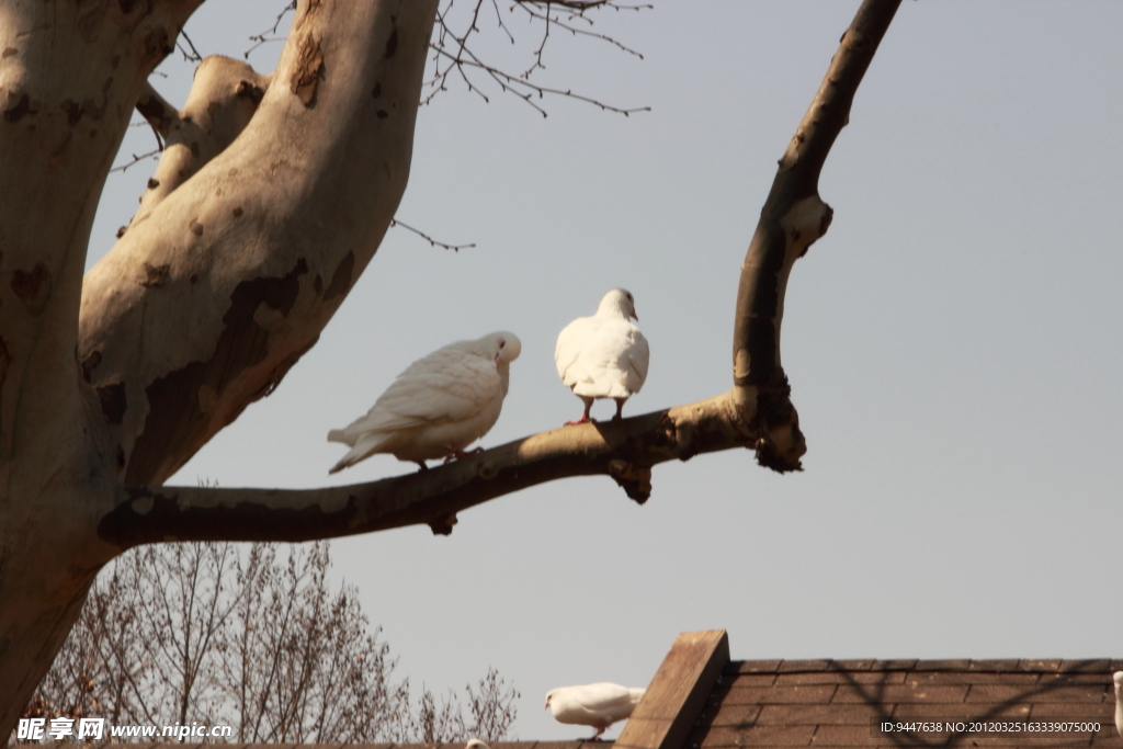 树枝上的白鸽