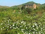 山花烂漫