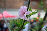 春意一株桃花