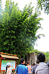 冠豸山