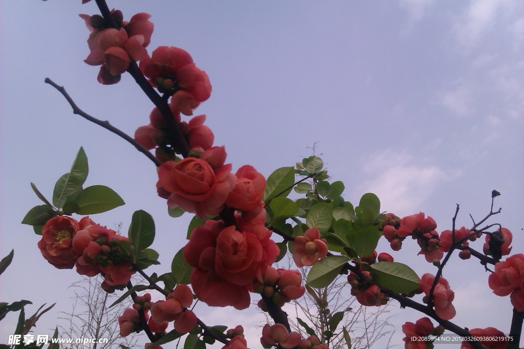 海棠花