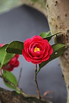 鲜花