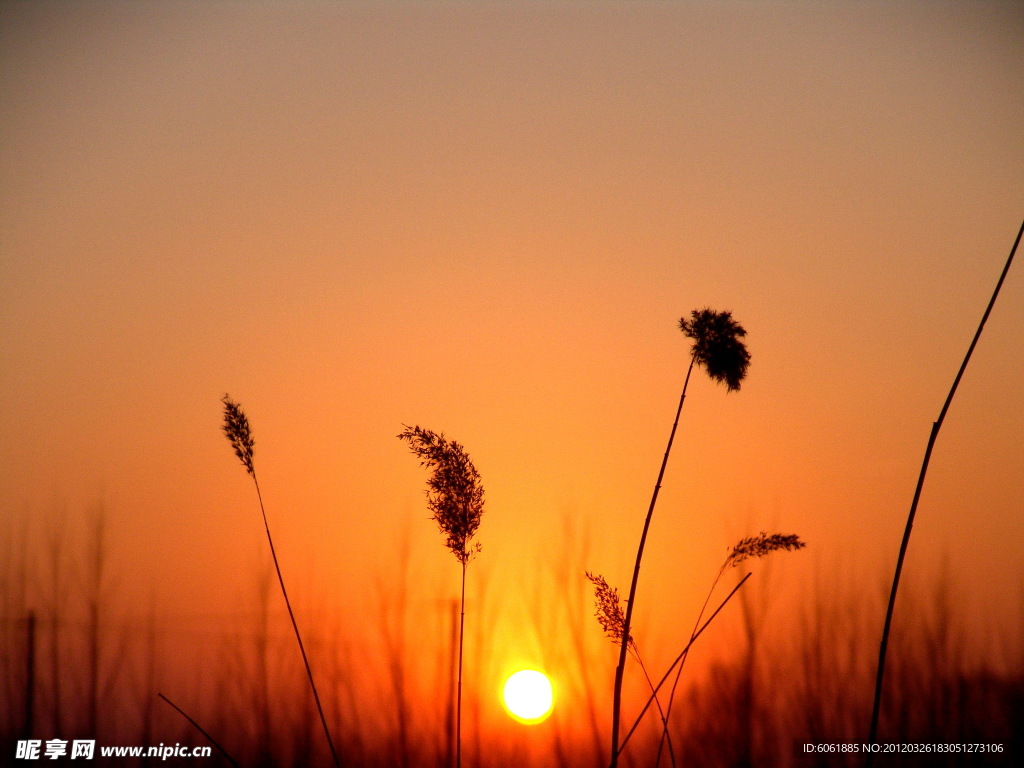 夕阳下的芦苇