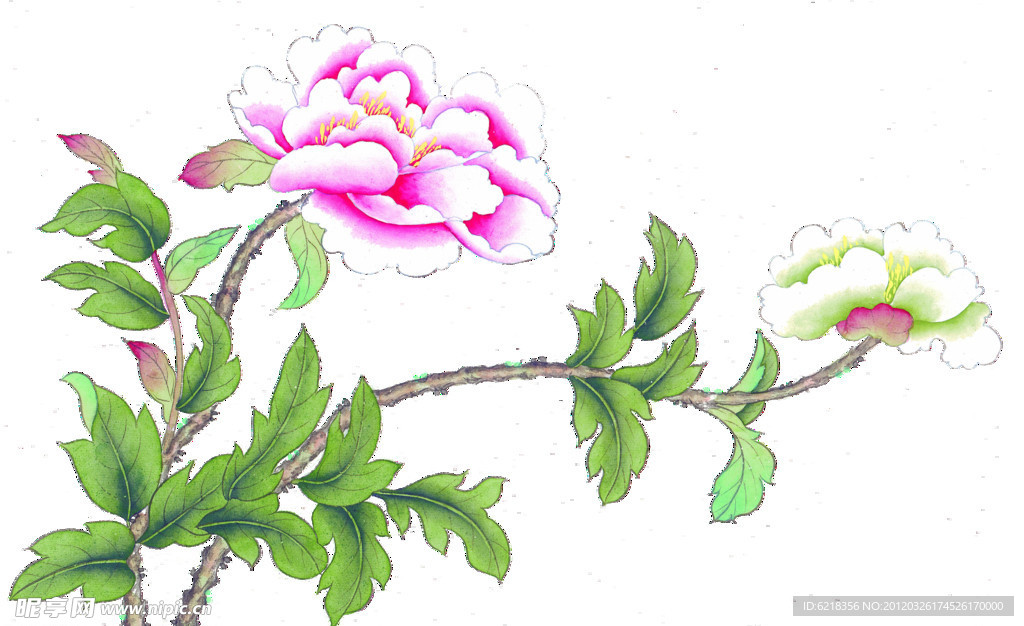 芙蓉